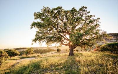 Venta Alentejo