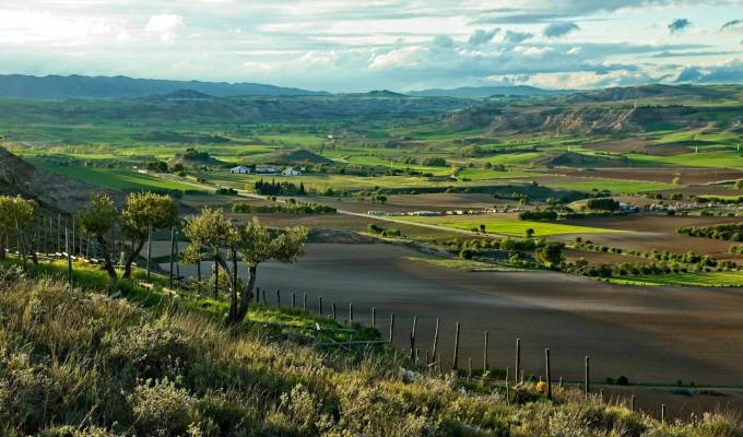 Venta Viñedo Cuenca