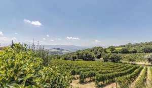 Venta Viñedo Volterra