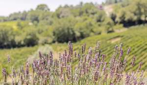 Venta Viñedo Volterra